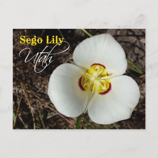 Utah State Flower: Sego Lily Briefkaart (Voorkant)