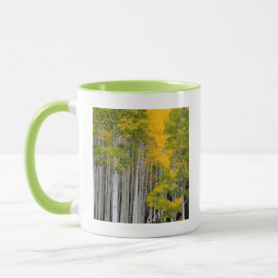 Utah. USA. Espenbomen (Populus Tremuloides) Mok
