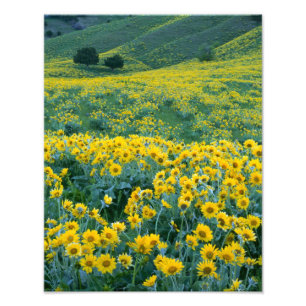 UTAH. Verenigde Staten. Arrowleaf balsamroot Balsa Foto Afdruk