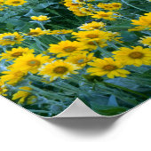 UTAH. Verenigde Staten. Arrowleaf balsamroot Balsa Poster (Hoek)