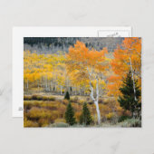 Utah, Verenigde Staten. Aspen-bomen en wilde dikte Briefkaart (Voorkant / Achterkant)