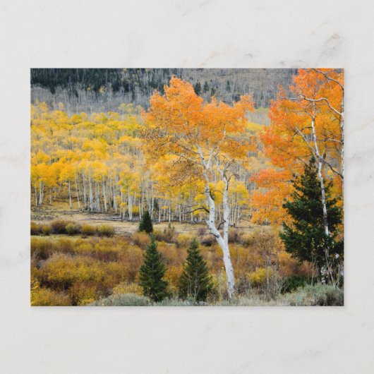 Utah, Verenigde Staten. Aspen-bomen en wilde dikte Briefkaart (Voorkant)