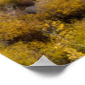 Utah, Verenigde Staten. Aspen-bomen en wilde dikte Poster (Hoek)