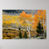 Utah, Verenigde Staten. Aspen-bomen en wilde dikte Poster (Voorkant)
