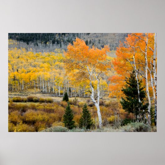 Utah, Verenigde Staten. Aspen-bomen en wilde dikte Poster (Voorkant)