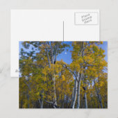 Utah. Verenigde Staten. Aspen-bomen in Dusk Briefkaart (Voorkant / Achterkant)