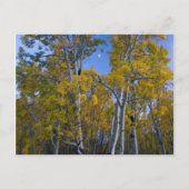 Utah. Verenigde Staten. Aspen-bomen in Dusk Briefkaart (Voorkant)