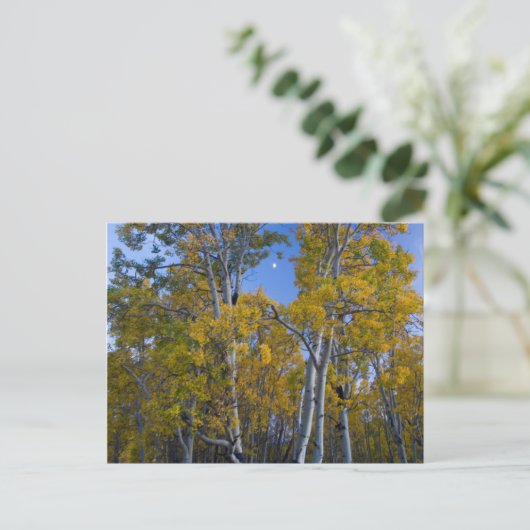 Utah. Verenigde Staten. Aspen-bomen in Dusk Briefkaart (Staand voorkant)