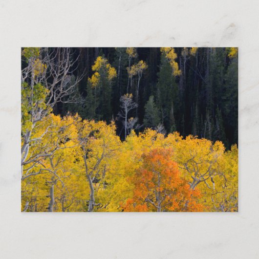 Utah. Verenigde Staten. Aspen-bomen in het najaar Briefkaart (Voorkant)