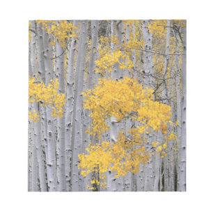 UTAH. Verenigde Staten. Aspen grove (Populus tremu Notitieblok