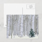 UTAH. Verenigde Staten. Aspen (Populus tremuloides Briefkaart (Voorkant / Achterkant)
