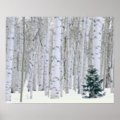 UTAH. Verenigde Staten. Aspen (Populus tremuloides Poster (Voorkant)