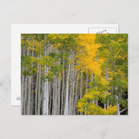 Utah. Verenigde Staten. Aspen Trees (Populus Tremu Briefkaart (Voorkant / Achterkant)