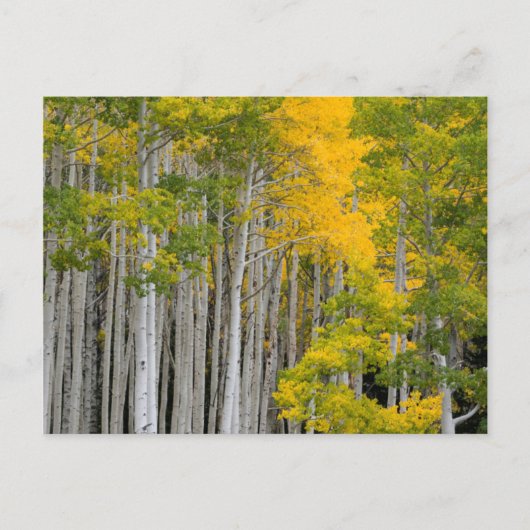 Utah. Verenigde Staten. Aspen Trees (Populus Tremu Briefkaart (Voorkant)