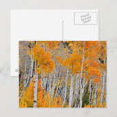 Utah, Verenigde Staten. Aspen Trees (Populus Tremu Briefkaart (Voorkant / Achterkant)