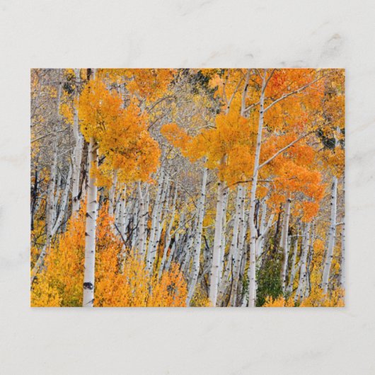 Utah, Verenigde Staten. Aspen Trees (Populus Tremu Briefkaart (Voorkant)