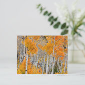 Utah, Verenigde Staten. Aspen Trees (Populus Tremu Briefkaart (Staand voorkant)
