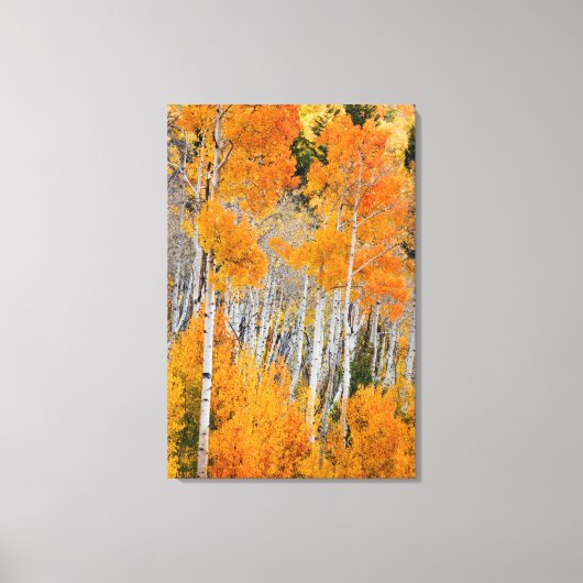Utah, Verenigde Staten. Aspen Trees (Populus Tremu Canvas Afdruk (Voorkant)