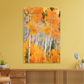 Utah, Verenigde Staten. Aspen Trees (Populus Tremu Canvas Afdruk (Insitu (Woonkamer))