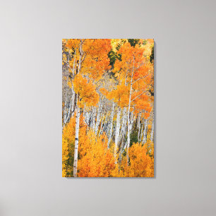 Utah, Verenigde Staten. Aspen Trees (Populus Tremu Canvas Afdruk