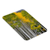 Utah. Verenigde Staten. Aspen Trees (Populus Tremu Magneet (Rechterzijde)