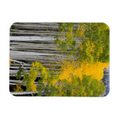 Utah. Verenigde Staten. Aspen Trees (Populus Tremu Magneet (Horizontaal)