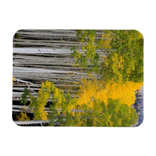 Utah. Verenigde Staten. Aspen Trees (Populus Tremu Magneet (Horizontaal)