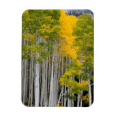 Utah. Verenigde Staten. Aspen Trees (Populus Tremu Magneet (Verticaal)