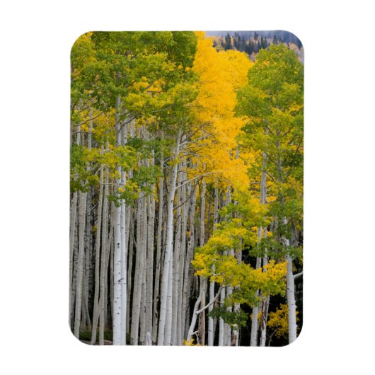 Utah. Verenigde Staten. Aspen Trees (Populus Tremu Magneet (Verticaal)