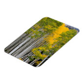 Utah. Verenigde Staten. Aspen Trees (Populus Tremu Magneet (Linkerzijde)