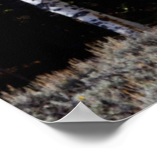 Utah, Verenigde Staten. Aspen Trees (Populus Tremu Poster (Hoek)