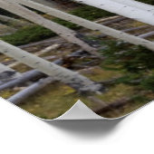 Utah. Verenigde Staten. Aspen Trees (Populus Tremu Poster (Hoek)