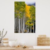 Utah. Verenigde Staten. Aspen Trees (Populus Tremu Poster (Keuken)