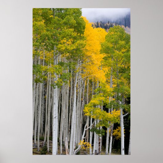 Utah. Verenigde Staten. Aspen Trees (Populus Tremu Poster (Voorkant)