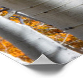 Utah, Verenigde Staten. Aspen Trees (Populus Tremu Poster (Hoek)