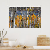 Utah, Verenigde Staten. Aspen Trees (Populus Tremu Poster (Keuken)