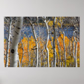 Utah, Verenigde Staten. Aspen Trees (Populus Tremu Poster (Voorkant)