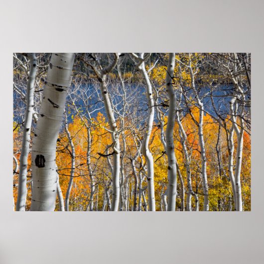 Utah, Verenigde Staten. Aspen Trees (Populus Tremu Poster (Voorkant)