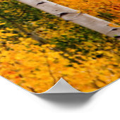 Utah, Verenigde Staten. Aspen Trees (Populus Tremu Poster (Hoek)