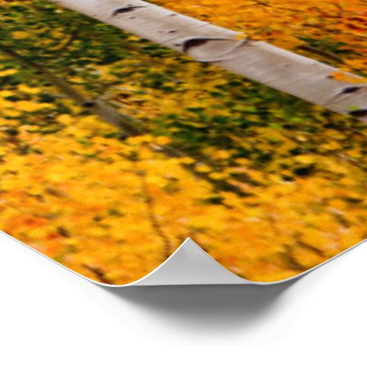 Utah, Verenigde Staten. Aspen Trees (Populus Tremu Poster (Hoek)