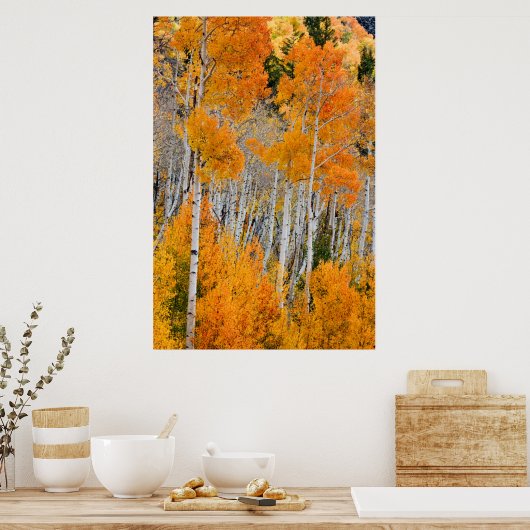Utah, Verenigde Staten. Aspen Trees (Populus Tremu Poster (Keuken)