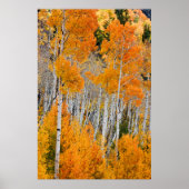 Utah, Verenigde Staten. Aspen Trees (Populus Tremu Poster (Voorkant)