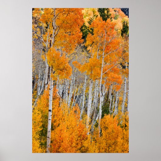 Utah, Verenigde Staten. Aspen Trees (Populus Tremu Poster (Voorkant)