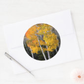Utah, Verenigde Staten. Aspen Trees (Populus Tremu Ronde Sticker (Envelop)