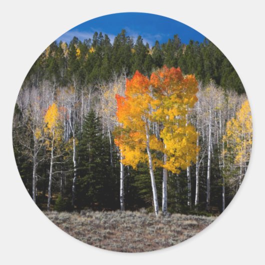 Utah, Verenigde Staten. Aspen Trees (Populus Tremu Ronde Sticker (Voorkant)