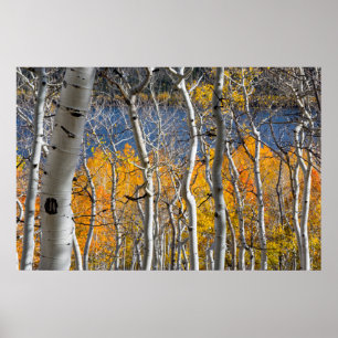 Utah, Verenigde Staten. Espenbomen (Populus Tremul Poster