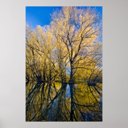 Utah. Verenigde Staten. Peachleaf Willow Trees Poster (Voorkant)