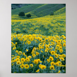 UTAH. VS. Arrowleaf balsamroot Balsamorhiza Poster