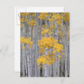 UTAH. VS. Aspen grove (Populus tremuloides) in Briefkaart (Voorkant / Achterkant)