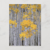 UTAH. VS. Aspen grove (Populus tremuloides) in Briefkaart (Voorkant)